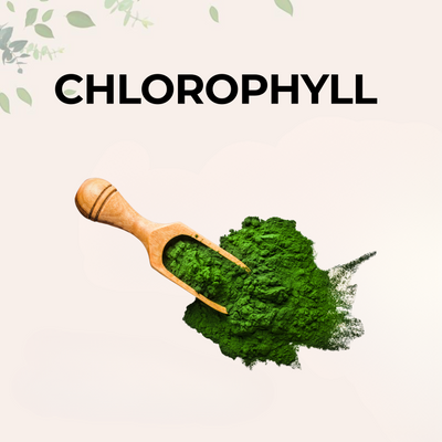 Chlorophyll
