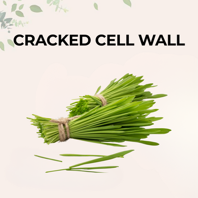 Cracked Cell Wall