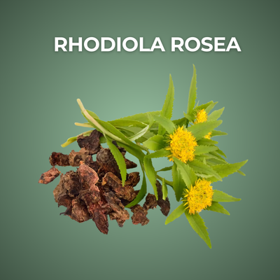 Rhodiola Rosea