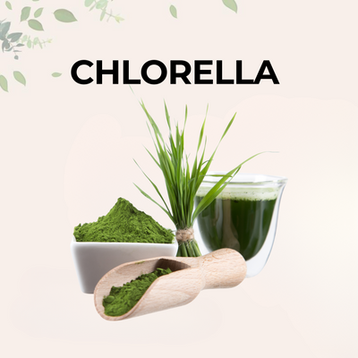 Chlorella